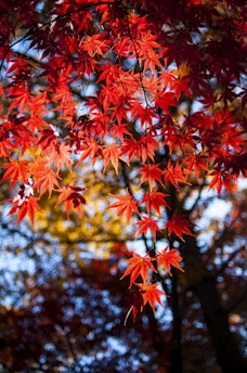 red and yellow maple leaves