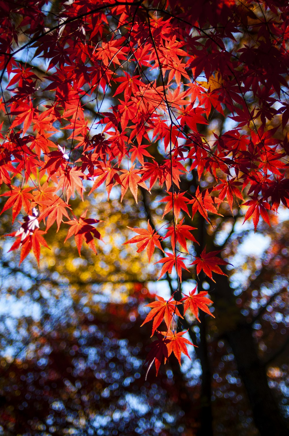 rote und gelbe Ahornblätter