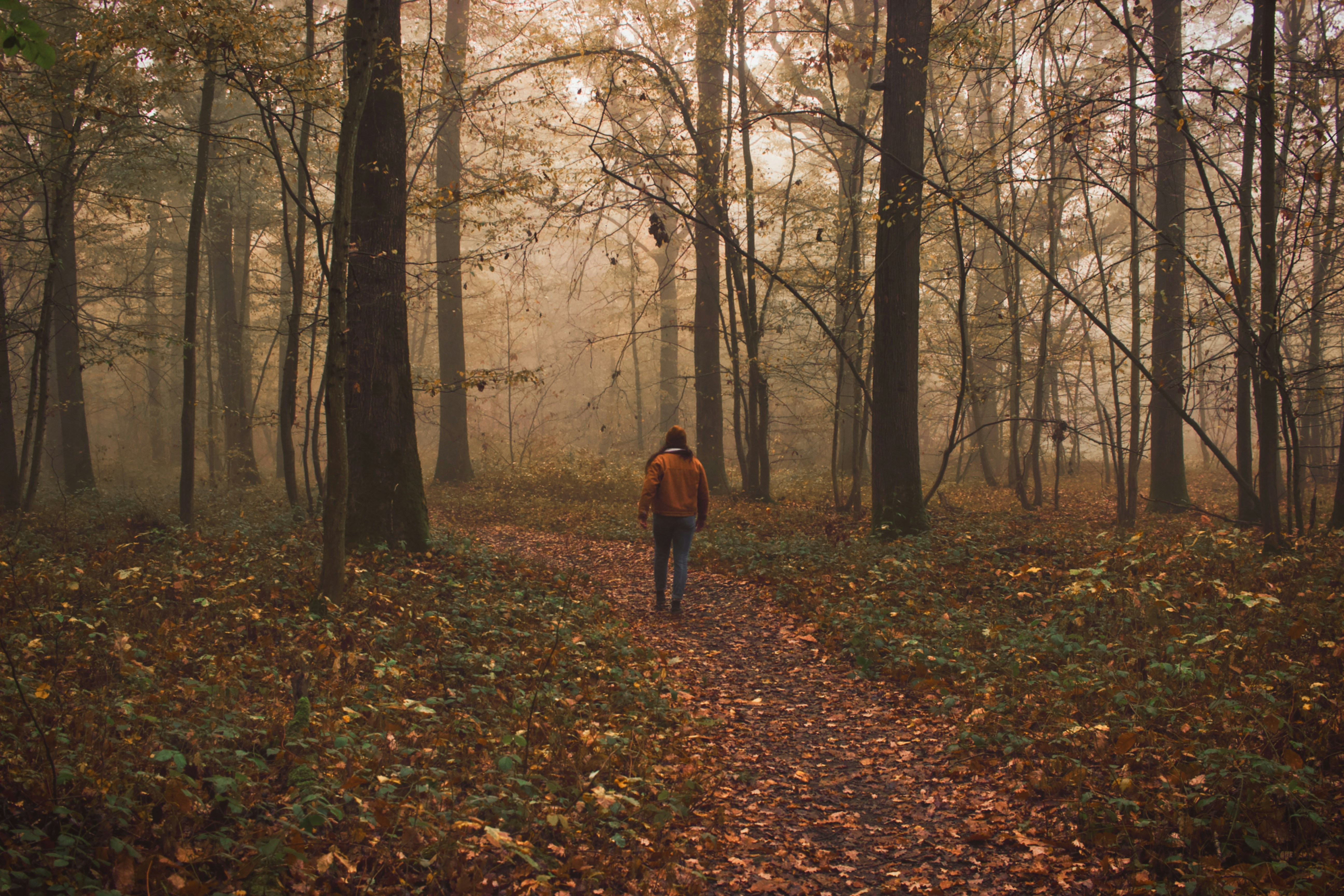 숲속을 걷는 꿈과 그 다양한 해석: 꿈풀이의 세계
