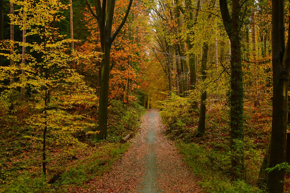 pathway between trees during daytime