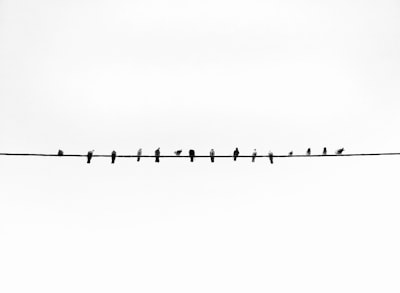 black and white line illustration