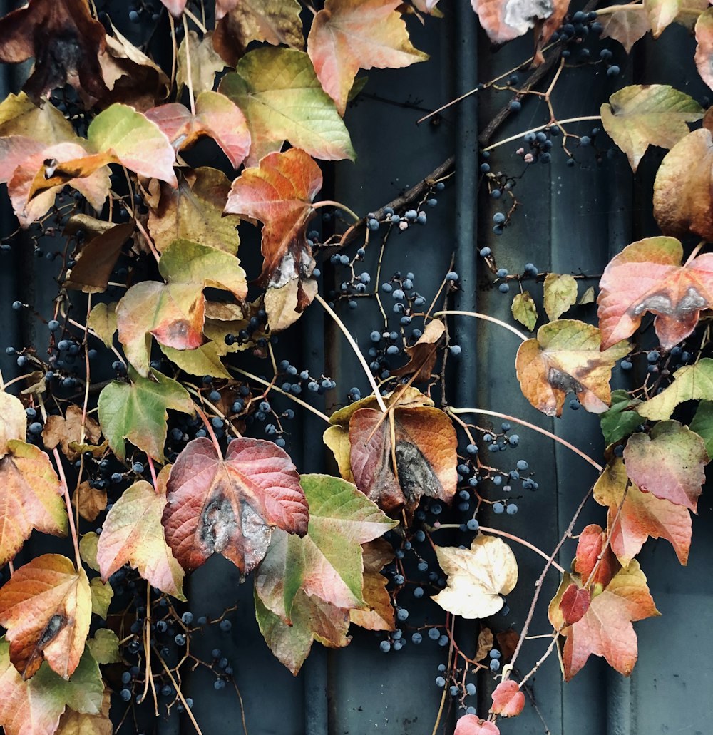 red and brown leaves on black metal fence