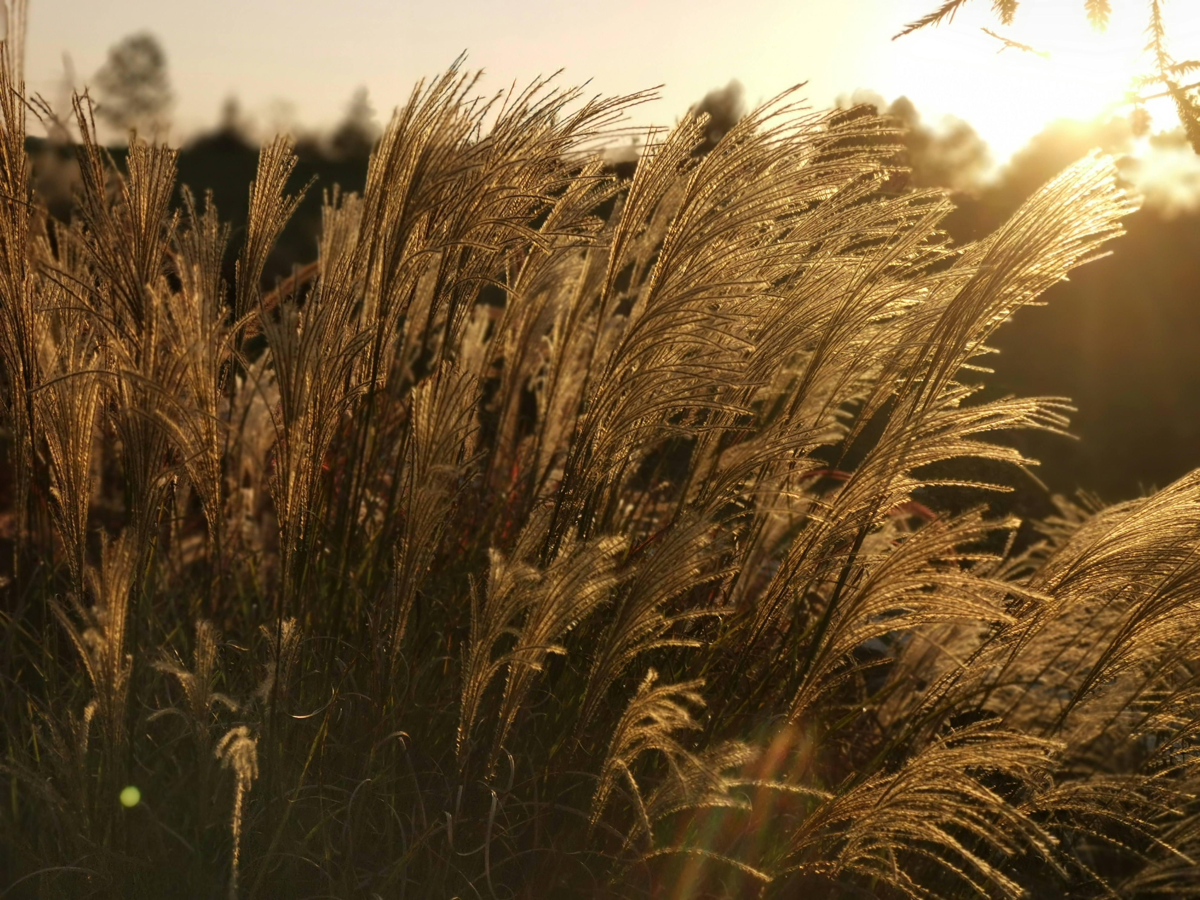 Photo by skywang81focus