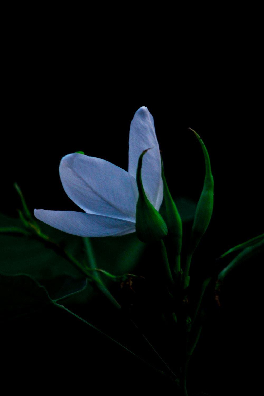 white flower in close up photography