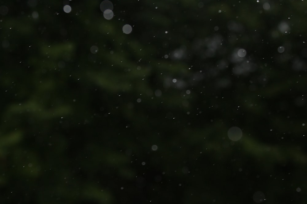 green trees with white light