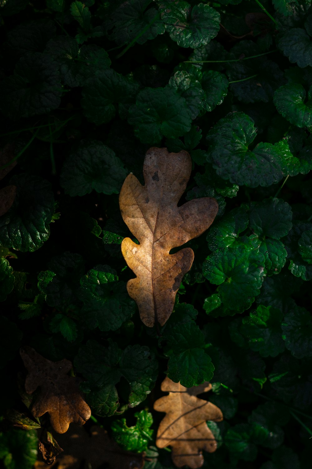 brown maple leaf on green leaves