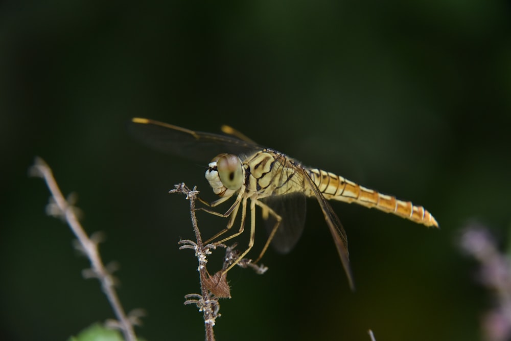 yellow and black dragonfly on brown stem in close up photography during daytime