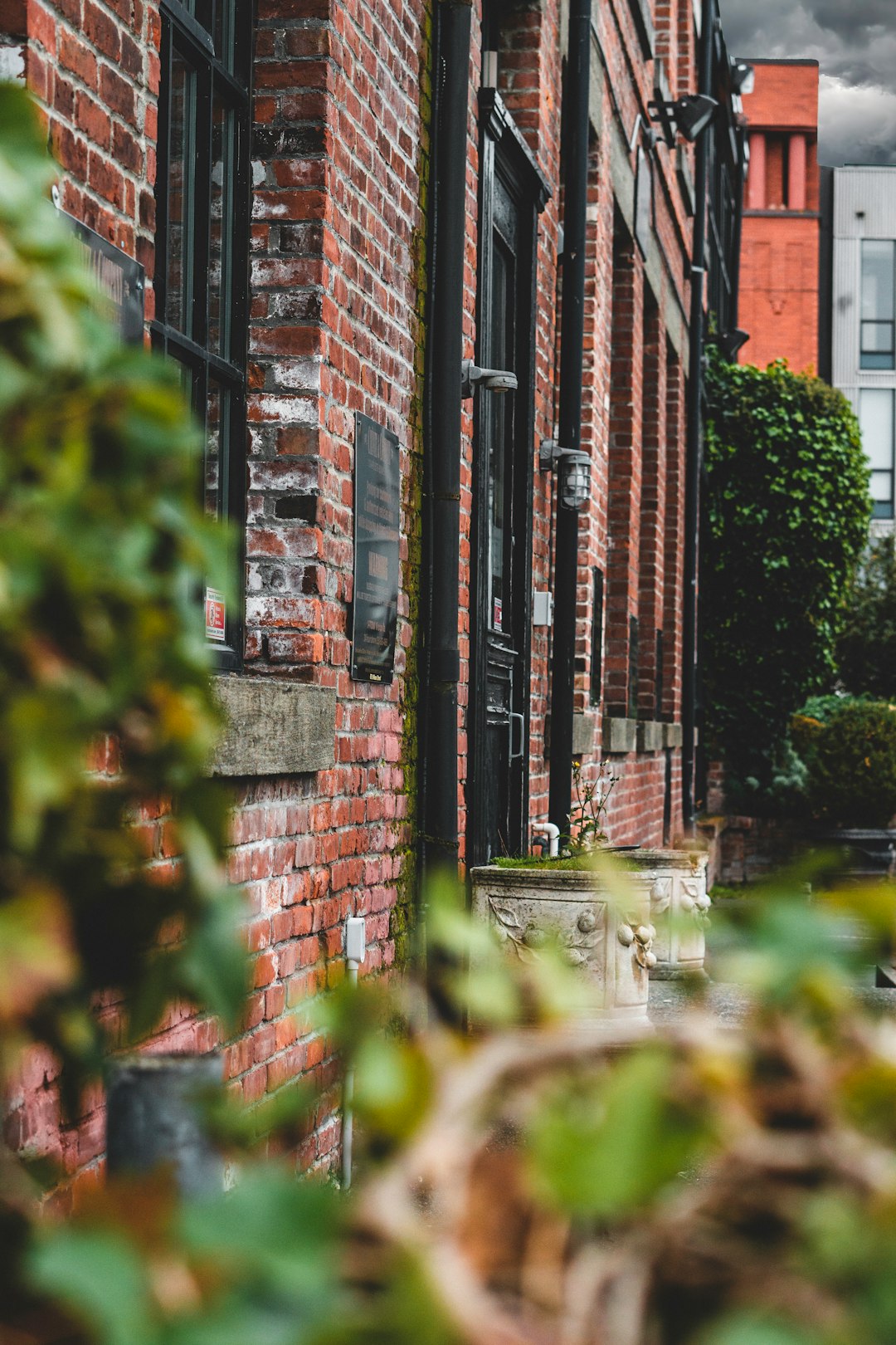 green plant near brown brick building