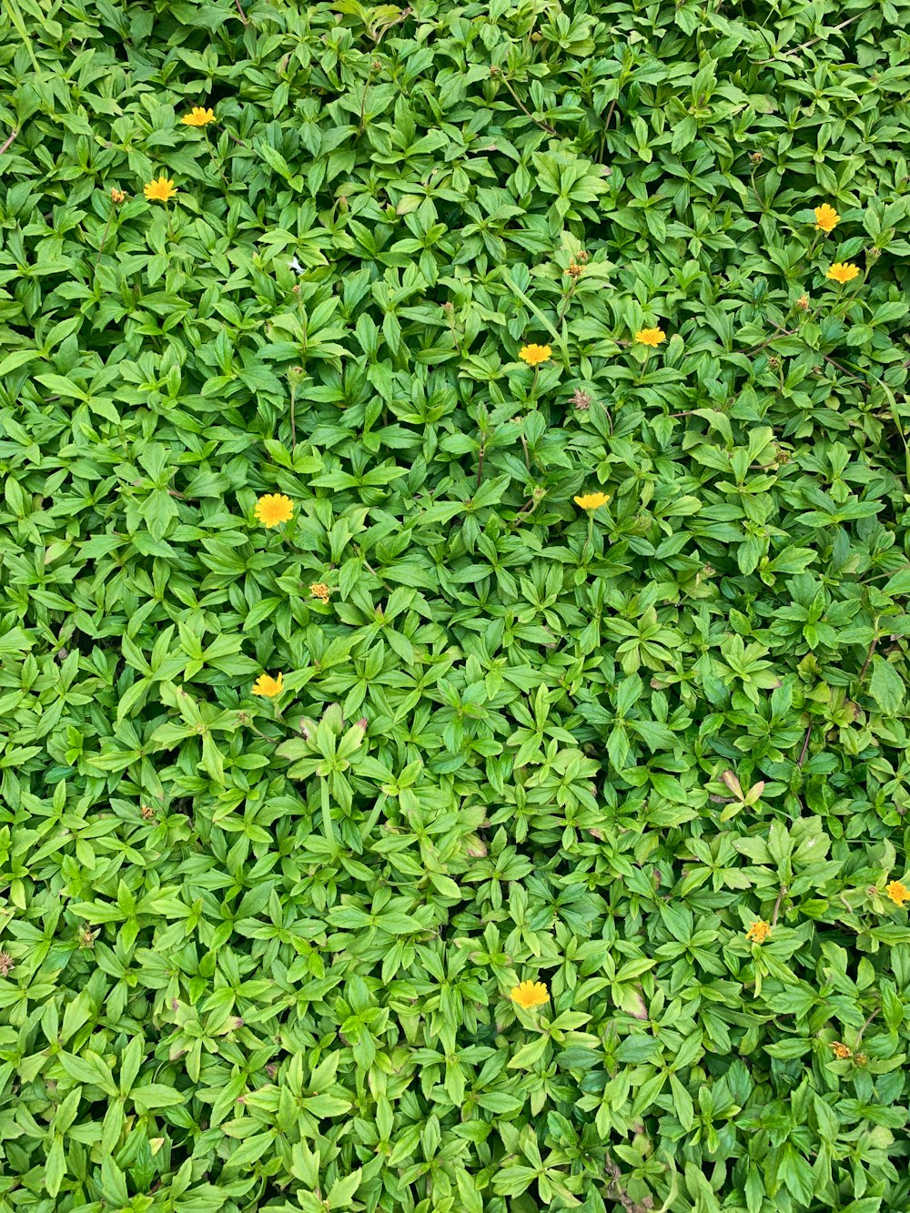 green leaves plant during daytime