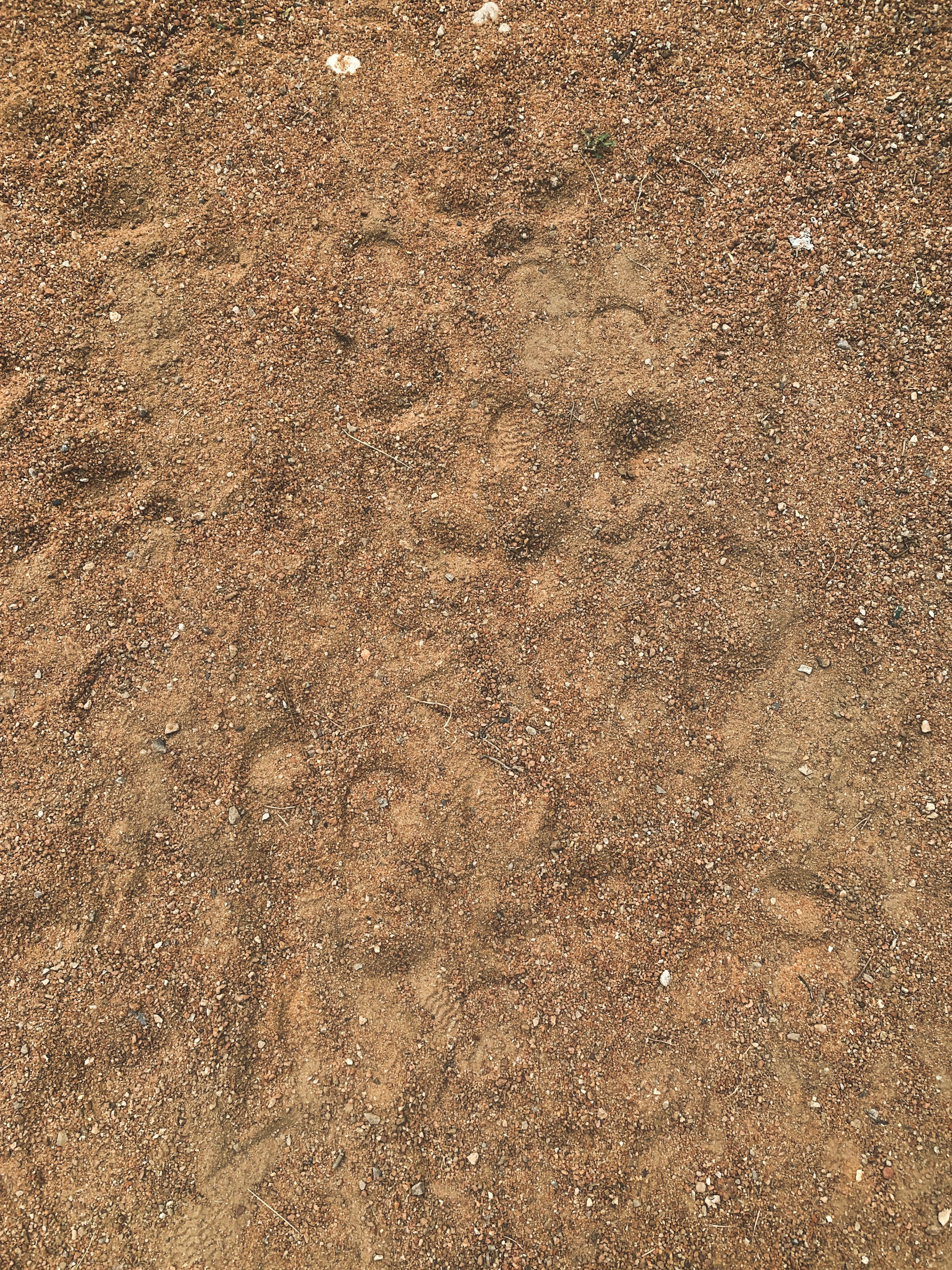 brown soil with brown soil