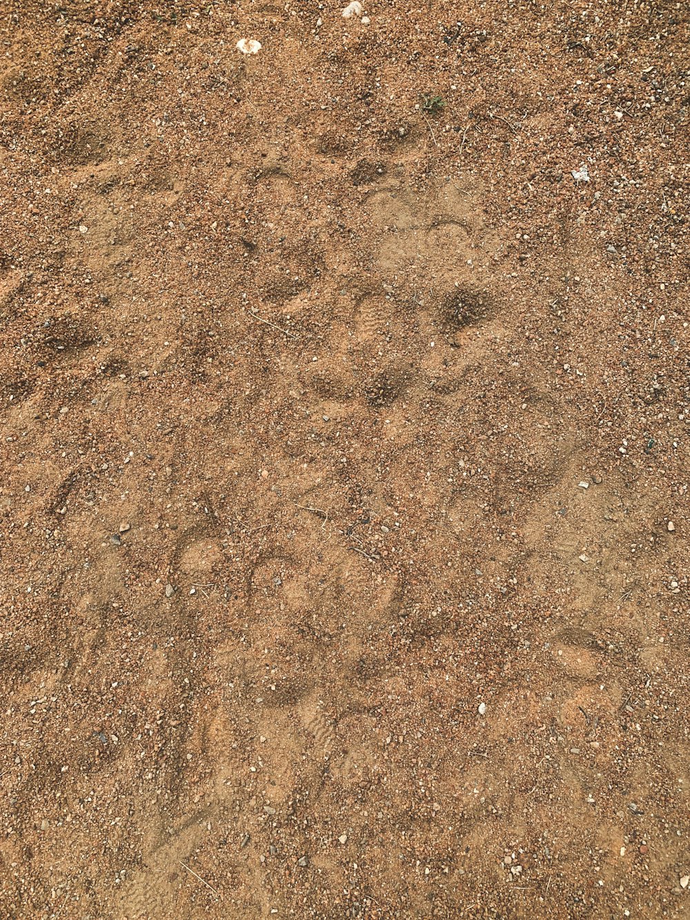 brown soil with brown soil