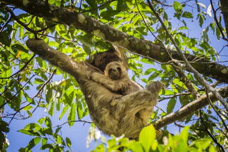 sloth on tree during daytime