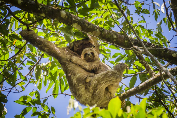 sloth on tree during daytime