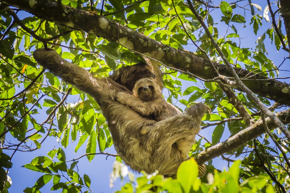 Mono marrón en el árbol durante el día