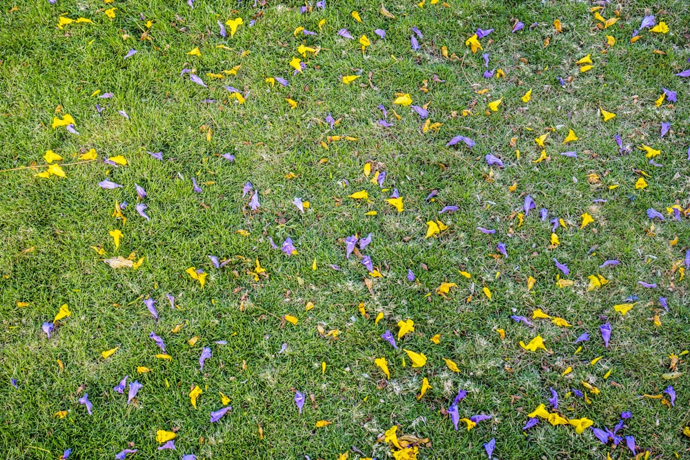 petali di fiori gialli e viola su campo di erba verde