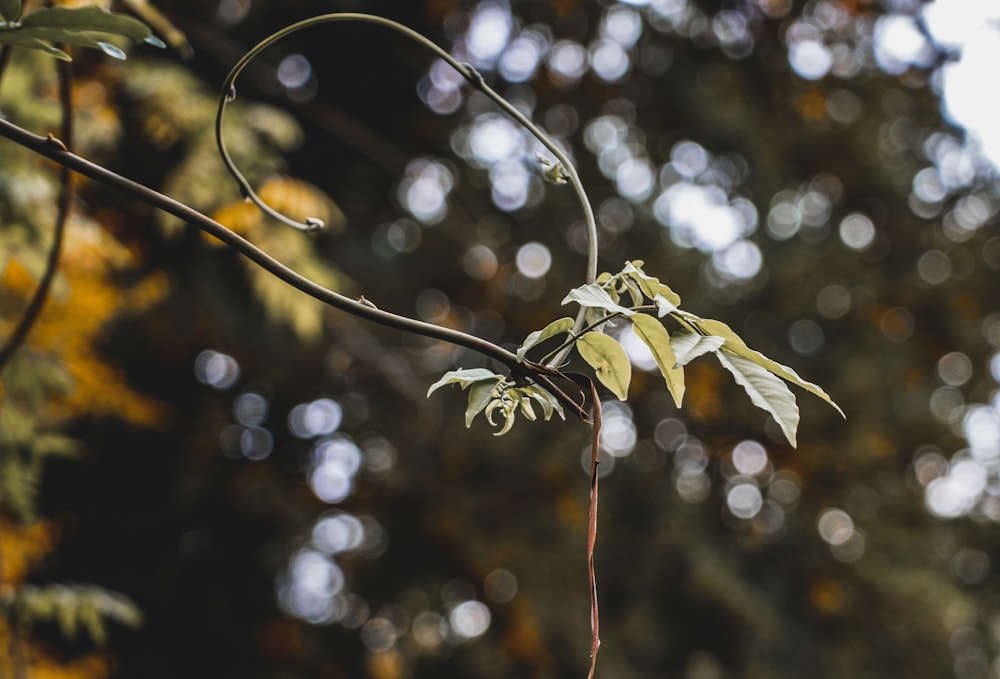 green leaves in tilt shift lens