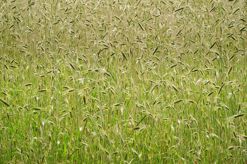 green grass field during daytime