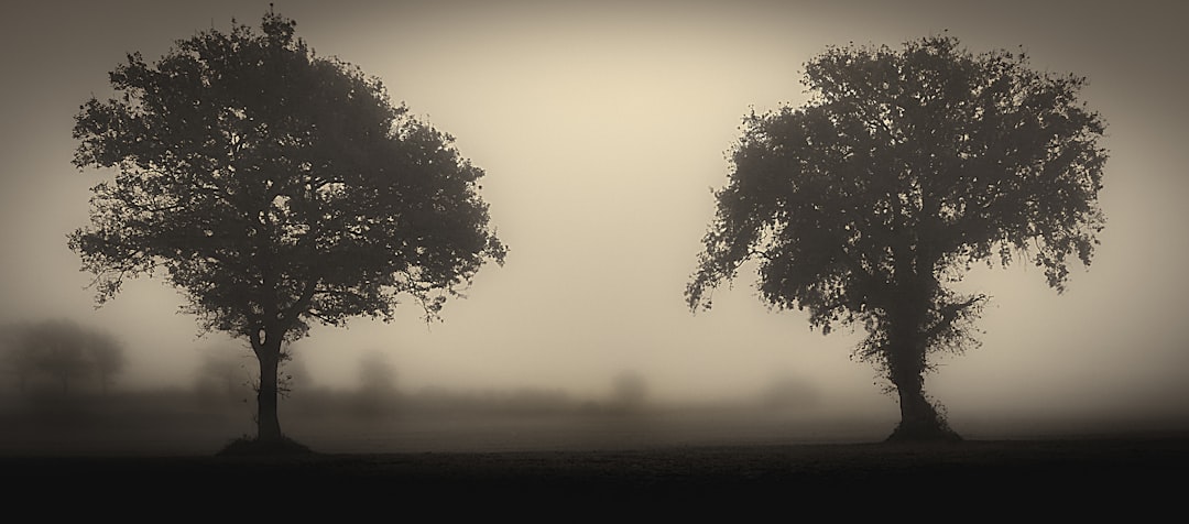 silhouette of tree during sunset