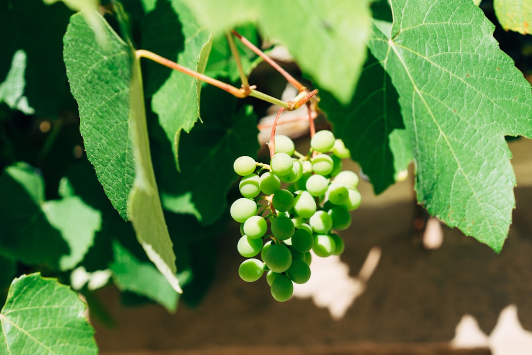 green round fruits on brown wooden surface