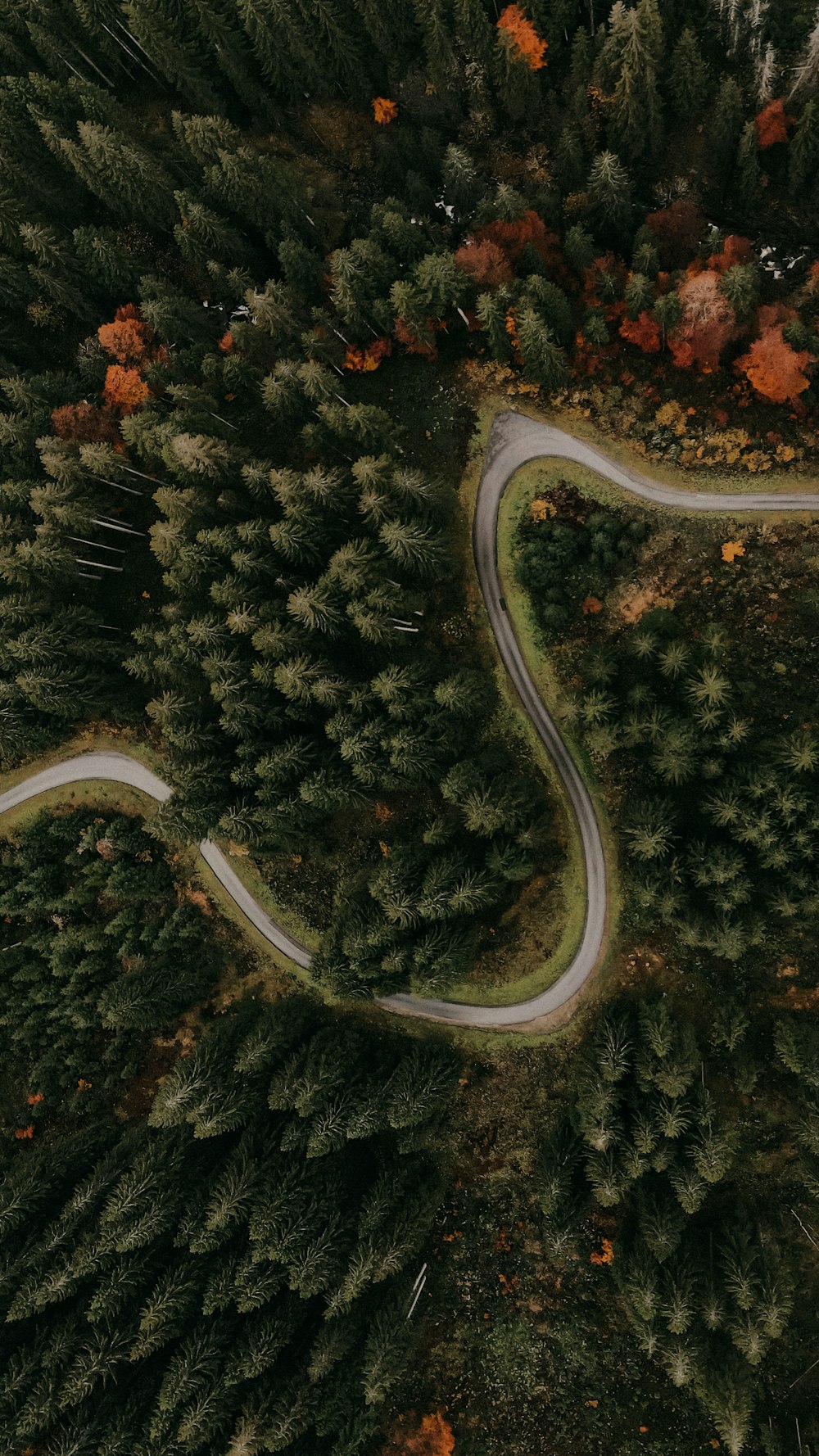 aerial view of green trees