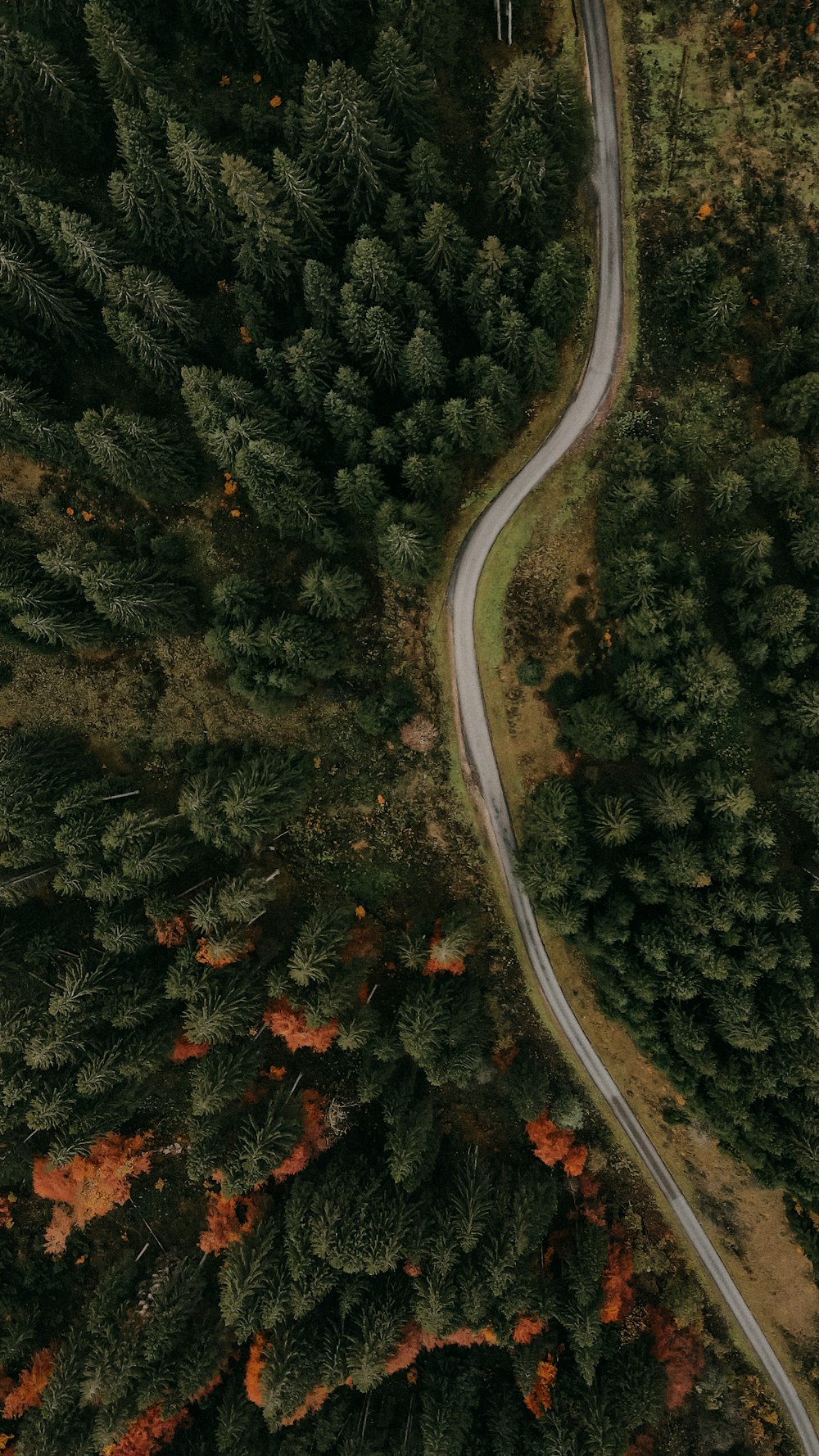 birds eye view of forest