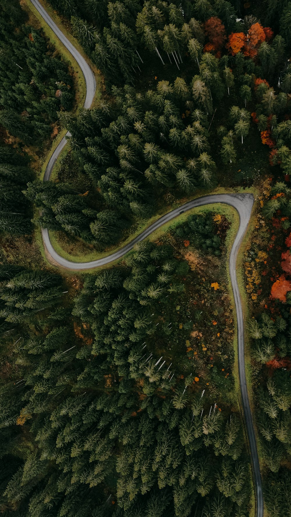 aerial view of green trees