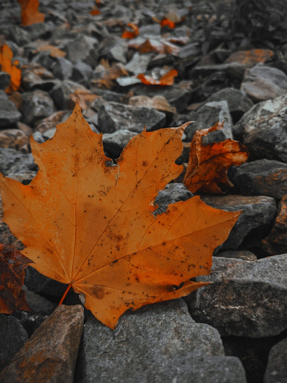 brown maple leaf on gray rocks