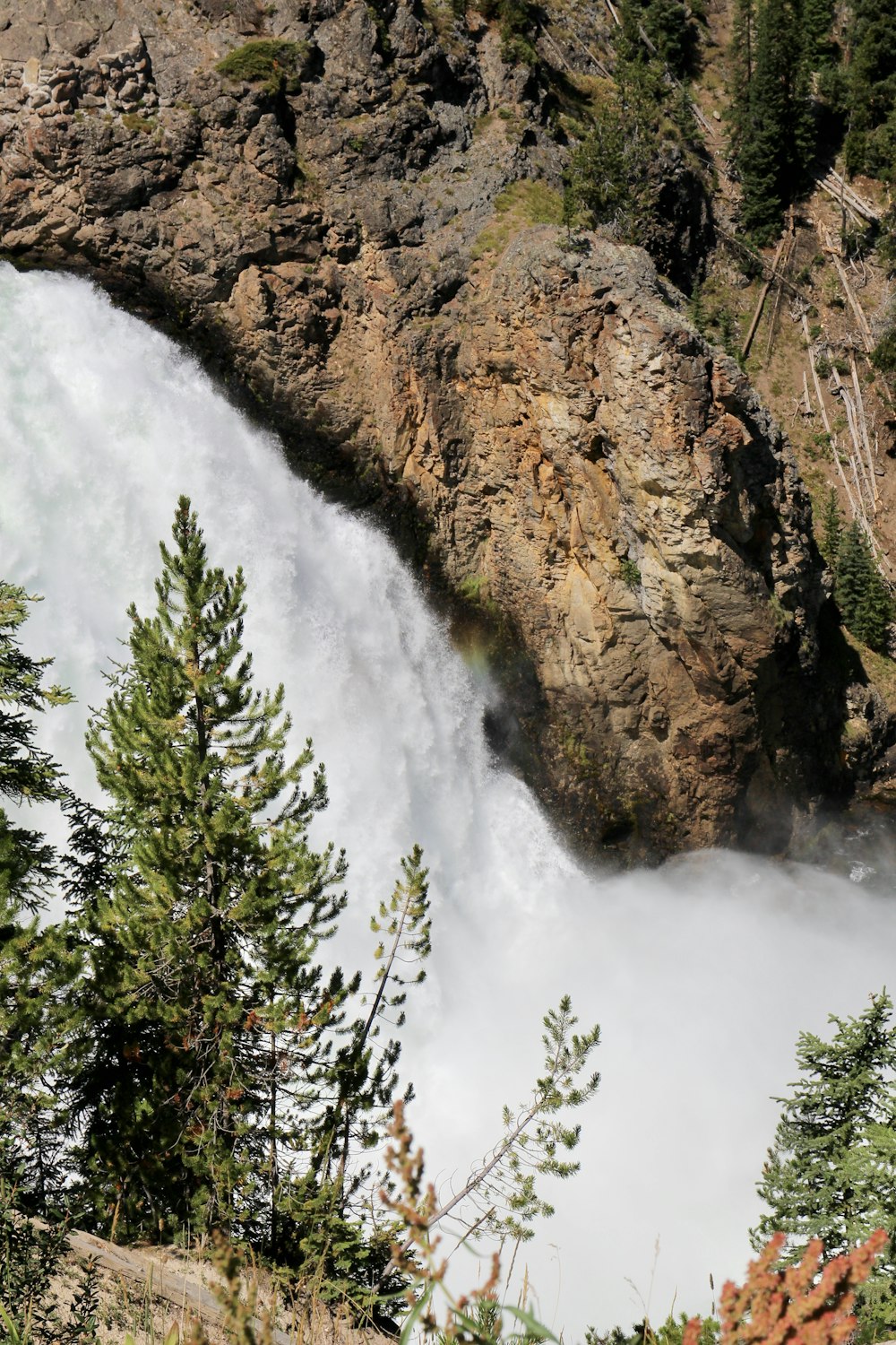 green pine tree on brown rock formation