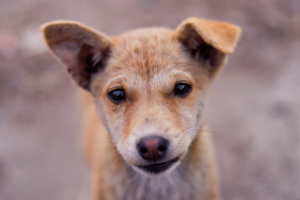 brown and white short coated dog