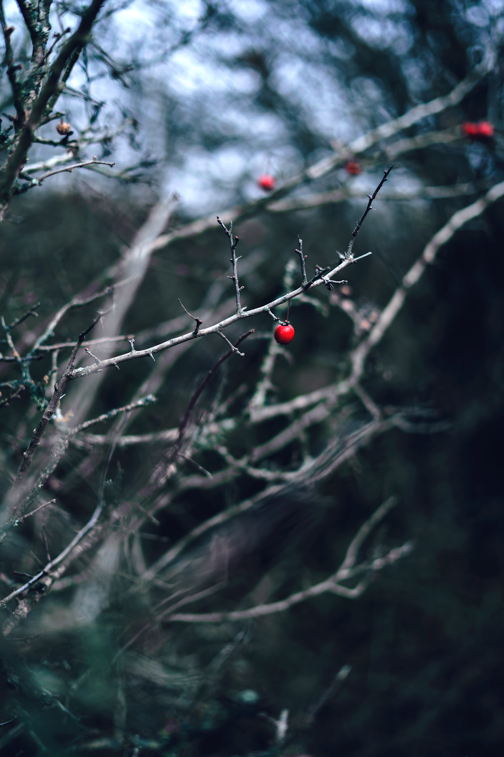 red round fruit on tree branch