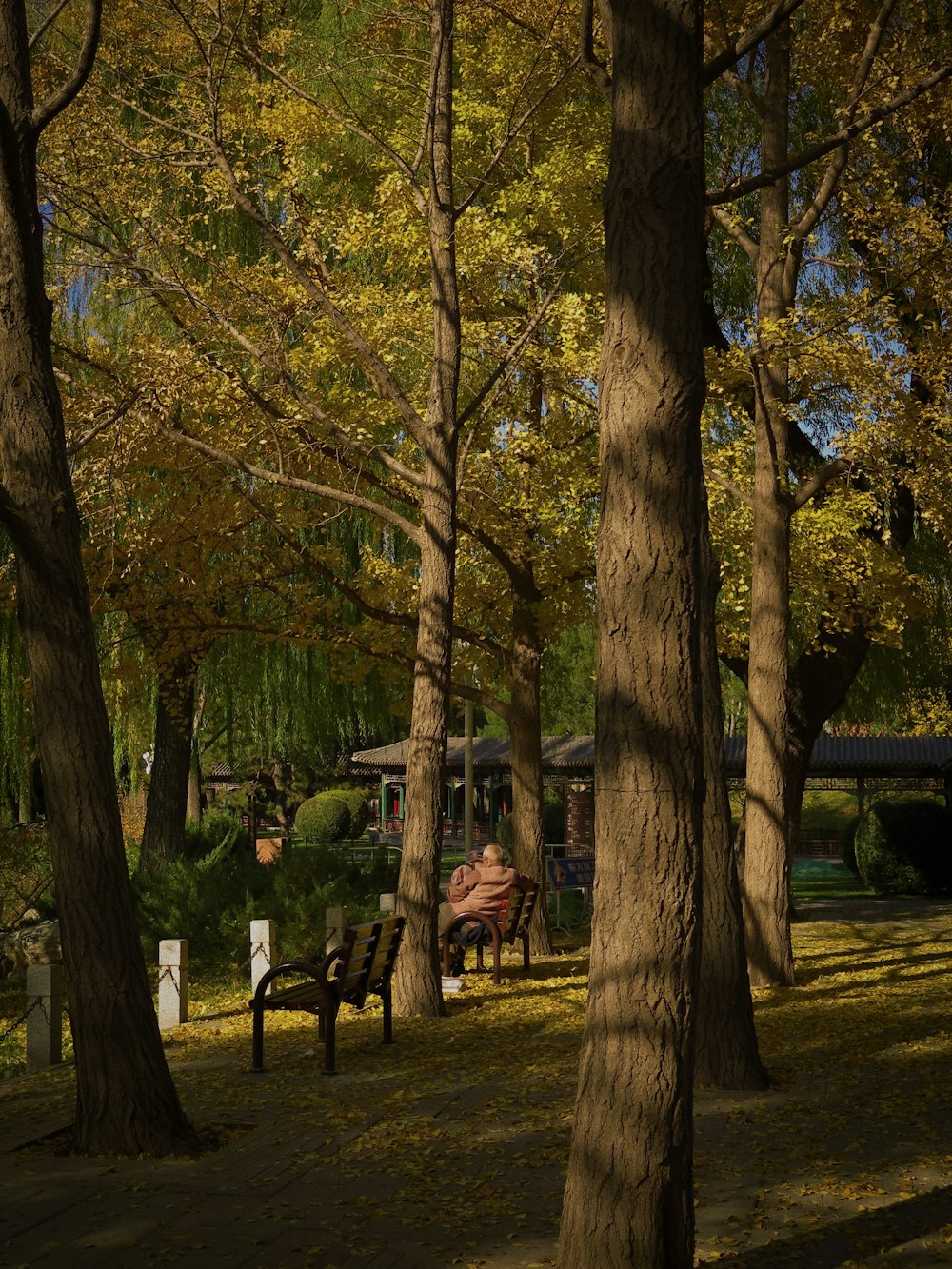 people sitting on bench under trees during daytime