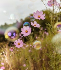 purple flowers with green leaves