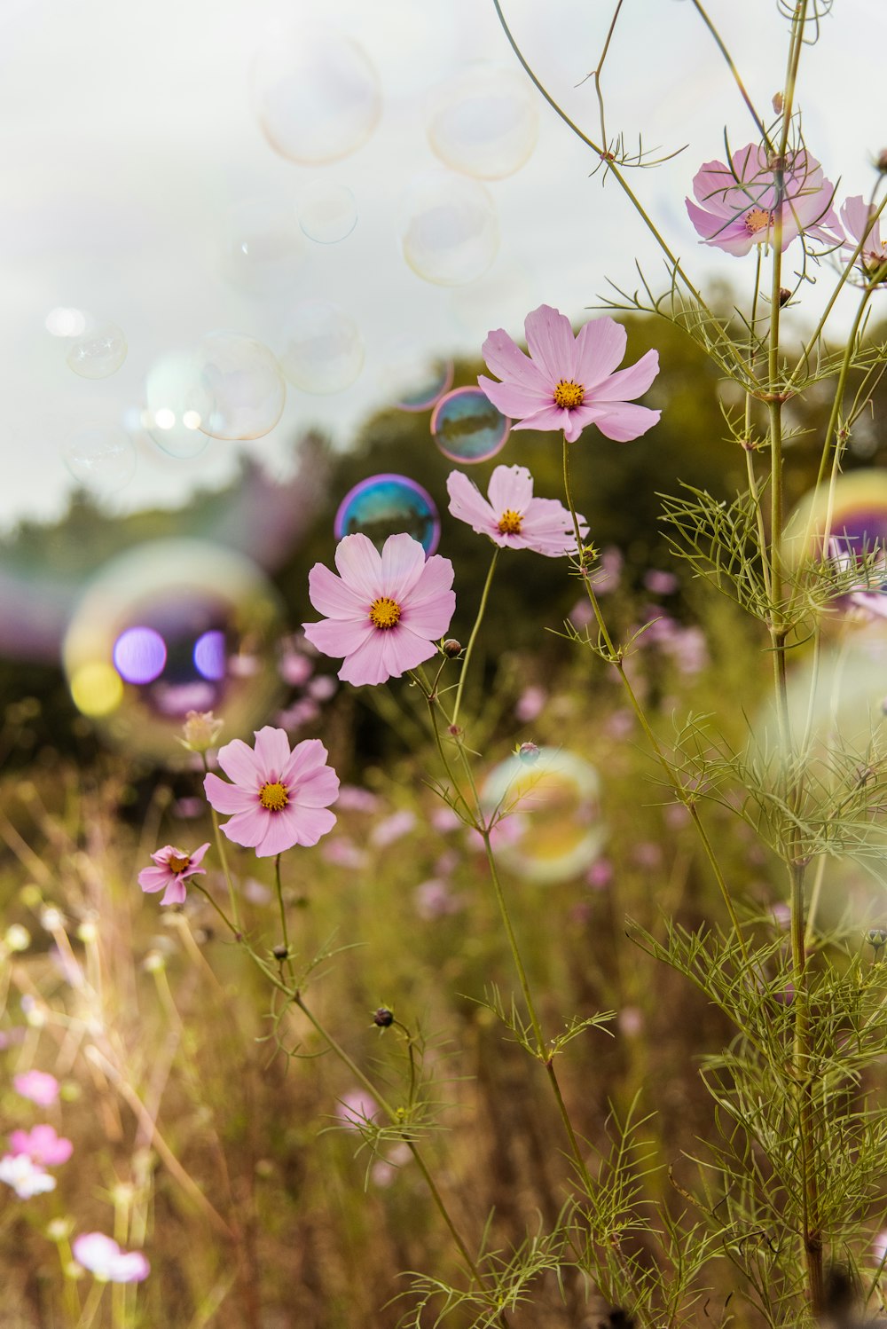 lila Blüten mit grünen Blättern