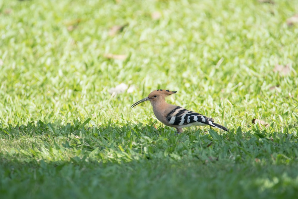 pássaro marrom e preto na grama verde durante o dia
