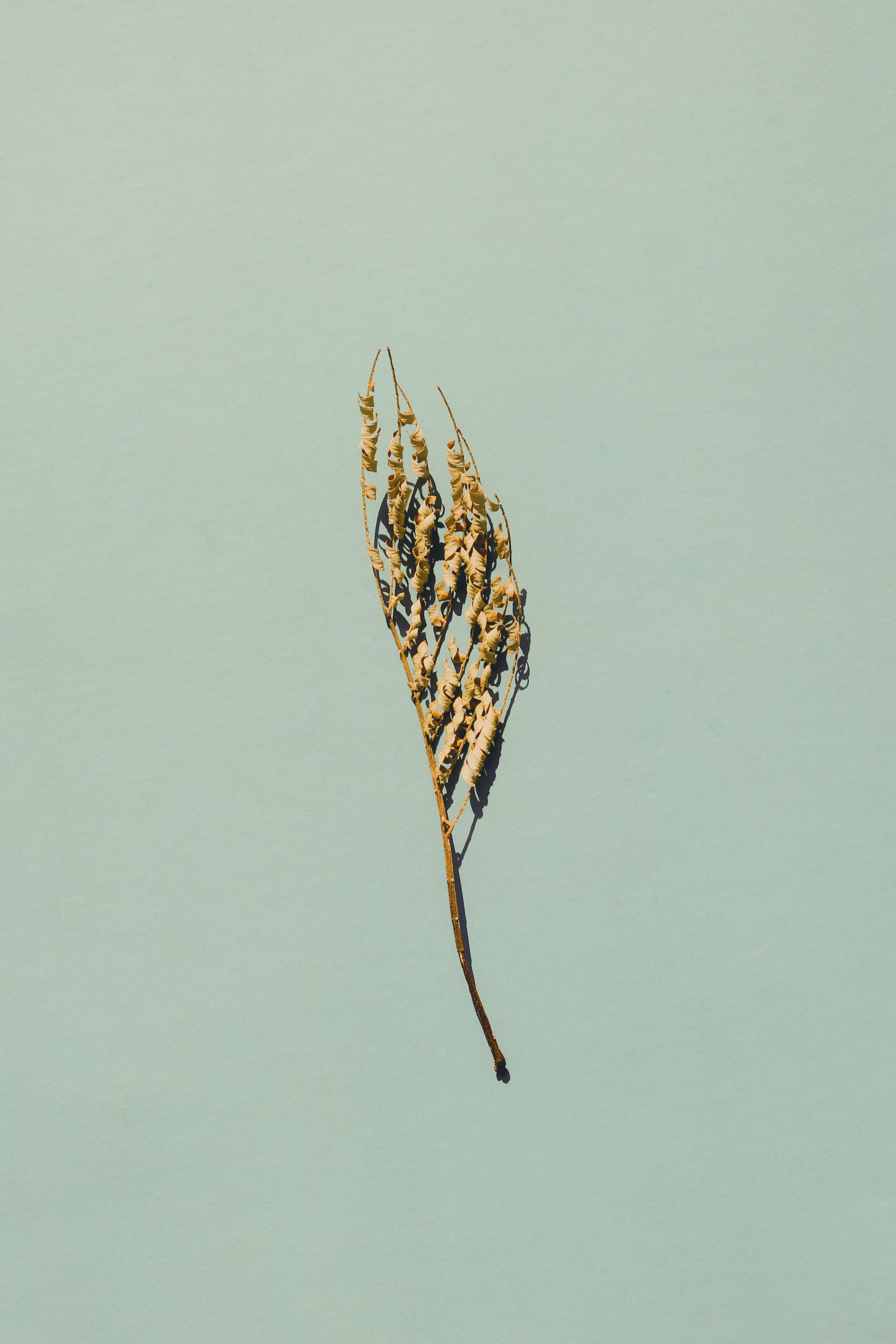 Photo by babybluecat