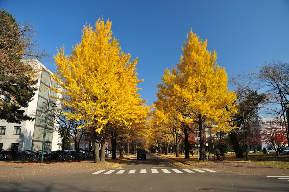 yellow leaf tree on the side of the road