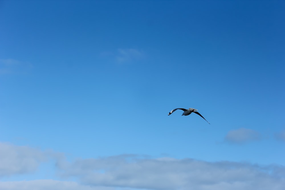 Tagsüber fliegen Vögel unter blauem Himmel