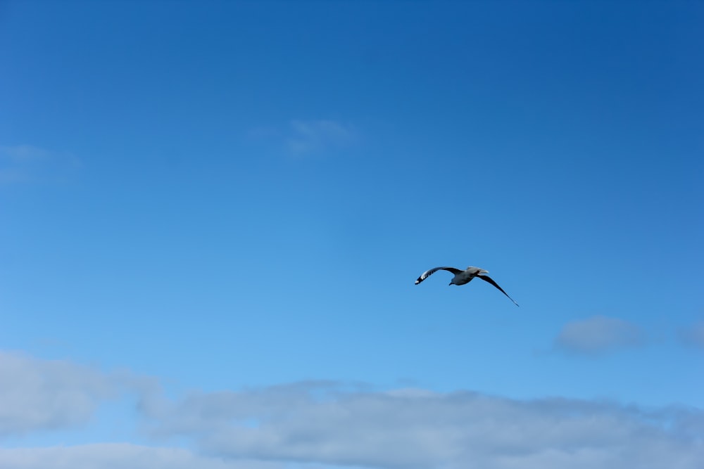 oiseau volant sous le ciel bleu pendant la journée