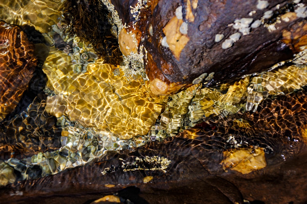 brown and black rock with yellow moss