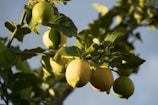 una pianta di limoni con molti frutti appesi