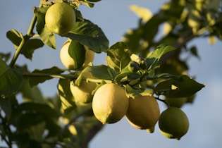 una pianta di limoni con molti frutti appesi