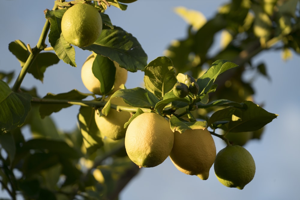 frutos redondos amarelos na árvore durante o dia