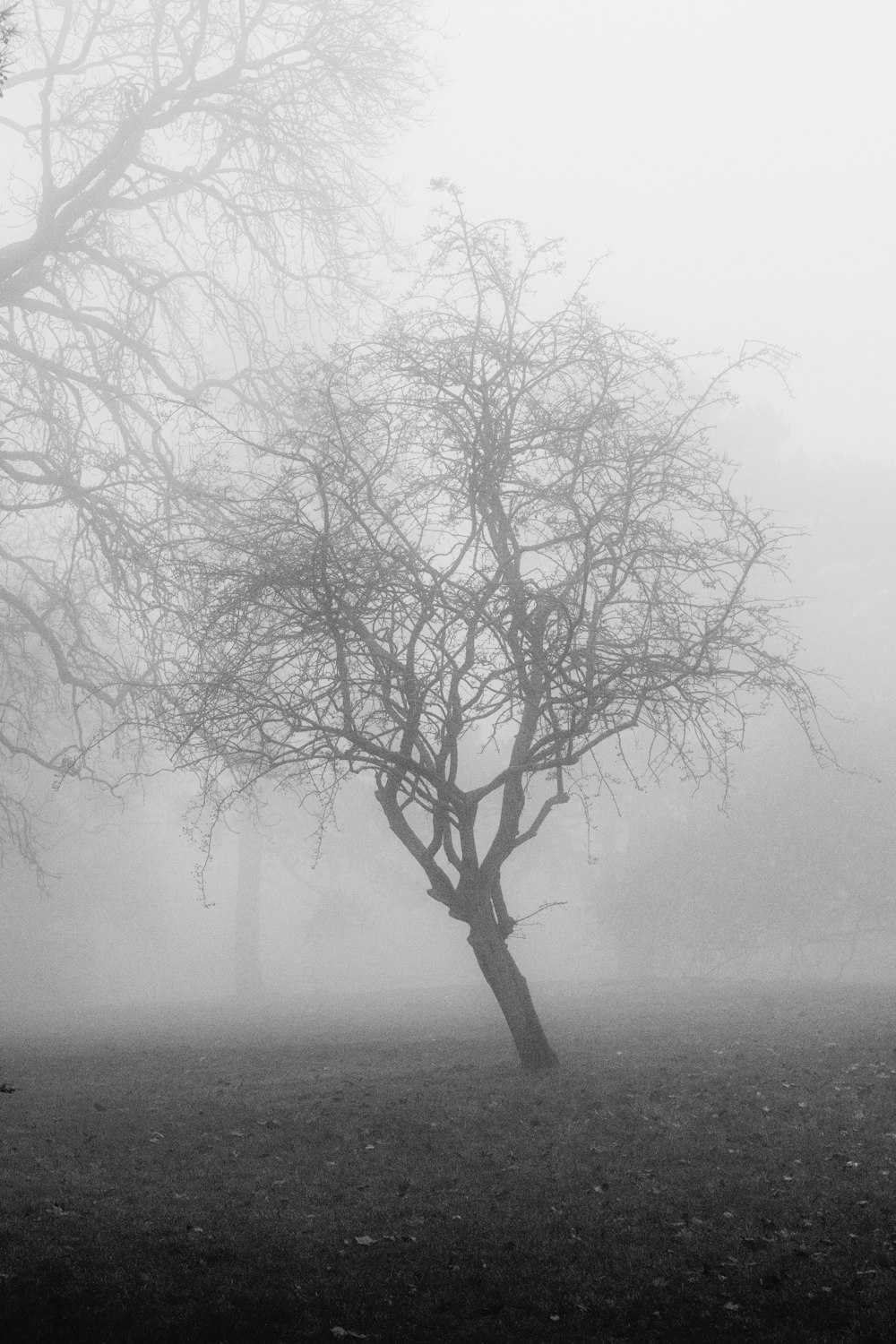 leafless tree on foggy weather