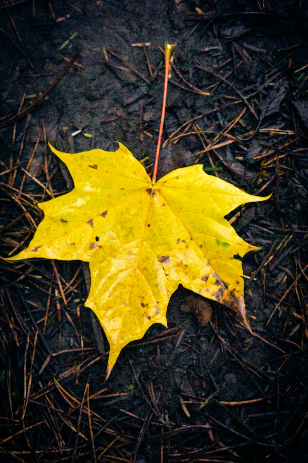 茶色の乾燥した葉に黄色いカエデの葉