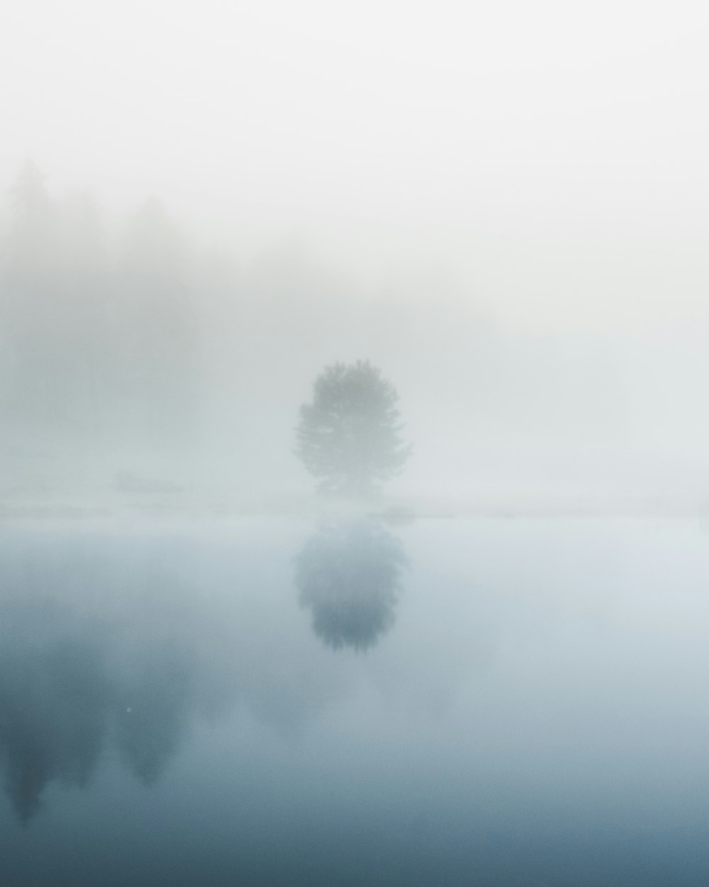 green trees covered with fog