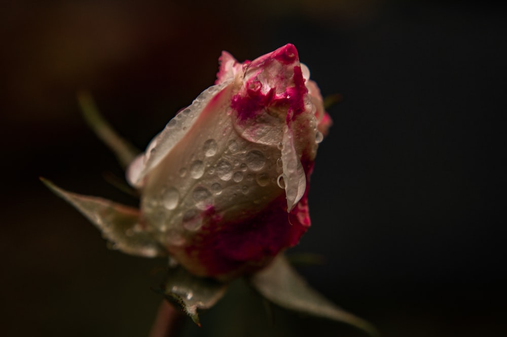 pink and white rose with water droplets