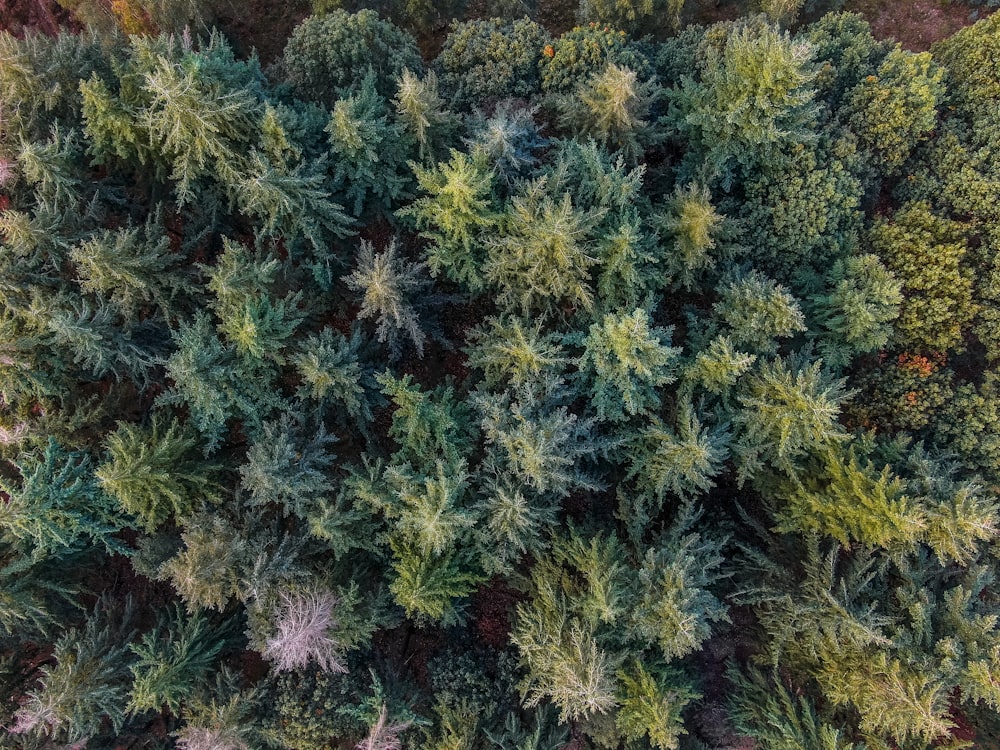 green and purple leaf plant