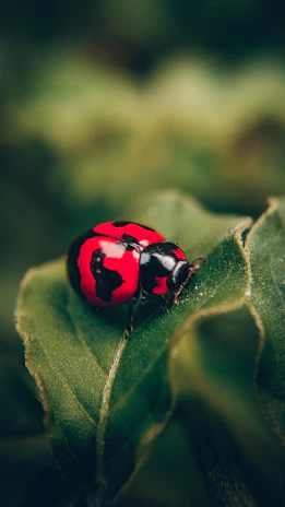 A delicate black and white doodle of a ladybug resting on a leaf, capturing the whimsical nature theme.