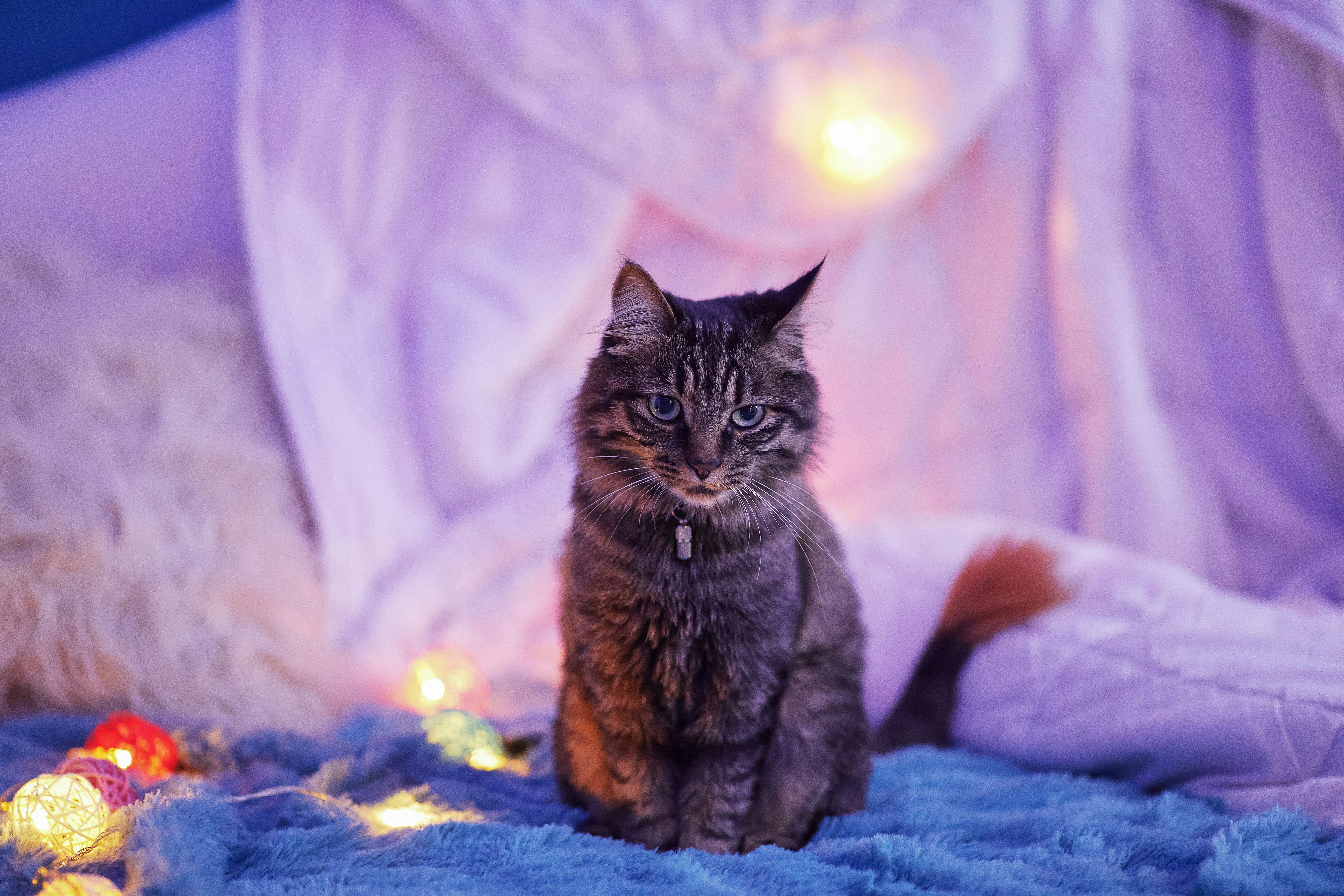 Night photo of a stylish fluffy cat with garlands on a blurred background