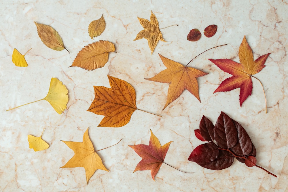 red and brown leaves on white surface
